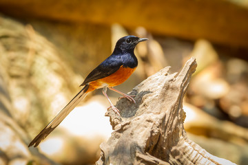 Male White-rumped shama  on the wood in nature