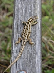 Weibliche Zauneidechse (Lacerta agilis) sonnt sich auf Ruhebank