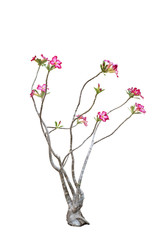 isolated white background of Desert Rose; Impala Lily; Mock Azal
