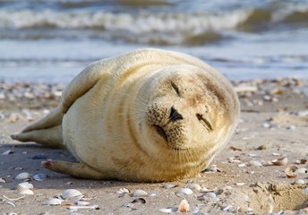 Fototapeta premium Young Harbor seal, sleeping on a sandbank