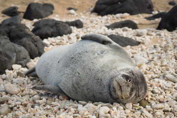 Endangered Hawaiian Monk asleep on rocks