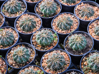 Melocactus plants in a nursery