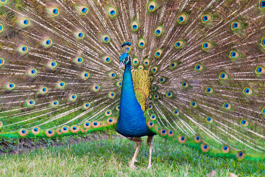 Beautiful peacock with its feathers open to attract females