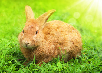 Cute Little Easter Bunny in the Meadow.