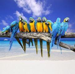 Fototapeta premium Blue and Yellow Macaw on the white sand beach white blue sky