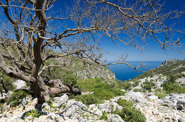 Wild nature in Ogliastra region, Sardinia.
