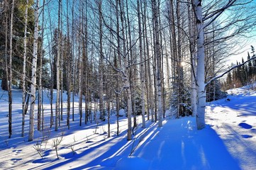 Birkenwald im Winter