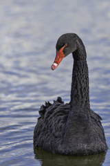 Obraz premium black swan