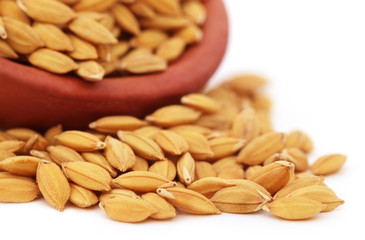 Paddy seeds