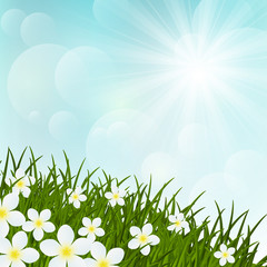 Obraz premium Spring flowers