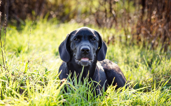 Black labrador retriever puppy in meadow