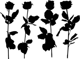 four black rose isolated flowers