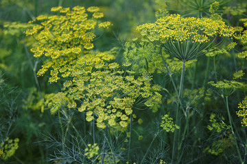 Fennel flower on a green background. Flower of dill.