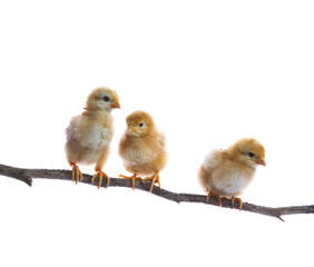 three of new born chick on dry tree branch  isolated white backg