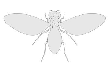 cartoon image of drozophila melanogaster