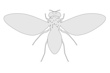 cartoon image of drozophila melanogaster