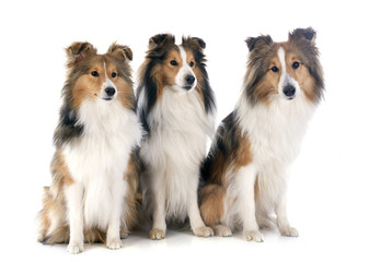 shetland dogs
