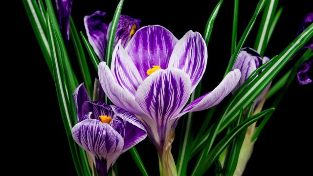 Violet crocuses flowers blooming and fading timelapse