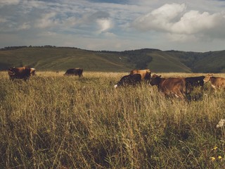 Fototapeta na wymiar cows on the pasture