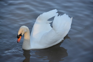 cisne en el agua