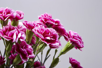 Fototapeta premium Carnations