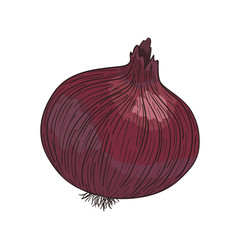 Red vector Onion  on white
