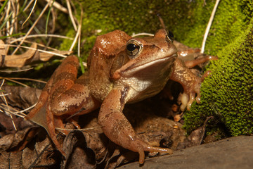 brown frog