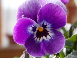 Purple heartsease