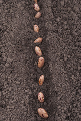 Fototapeta na wymiar Bean seeds in the ground.