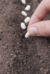 Closeup of a males hand planting bean seeds