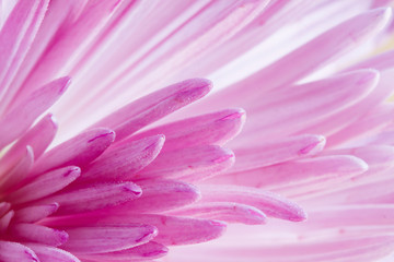 Extreme close up image of chrysanthemum flower