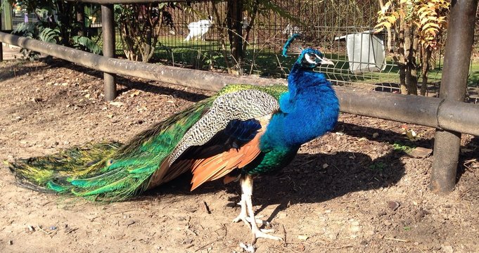 paon bleu roi et vert emeraude