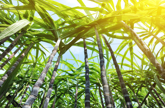 sugarcane crops in growth in field