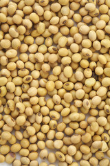 background from soy bean