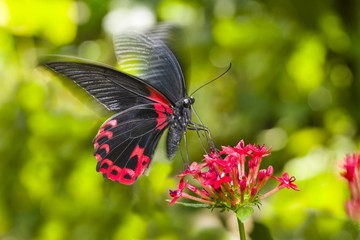 Fototapeta premium Scarlet Mormon Butterfly