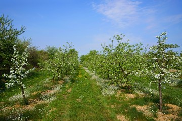 Fototapeta na wymiar Orchard, blooming apple trees, spring