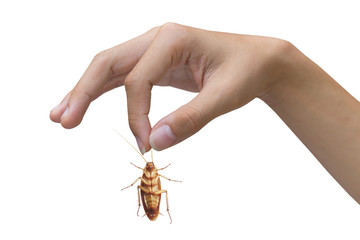 Hand holding brown cockroach over white background