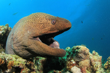 Giant Moray Eel