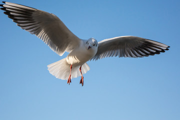 Fly sea gull