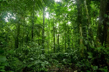 Foto op Aluminium Tropisch regenwoudlandschap, Amazone © Fotos 593