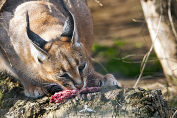 Caracal
