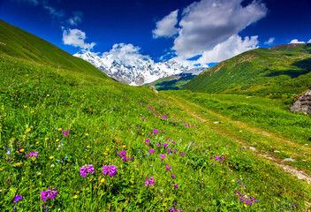 Fototapeta premium Blooming pink flowers in the mountain.