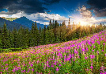 Beautiful autumn landscape in the mountains with pink flowers