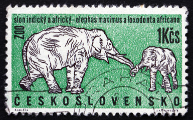 Naklejka premium Postage stamp Czechoslovakia 1962 African and Indian Elephants