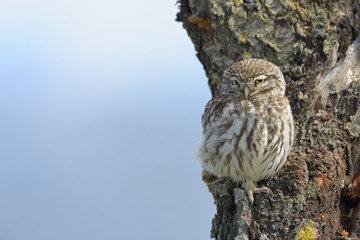 Little owl on a old tree.