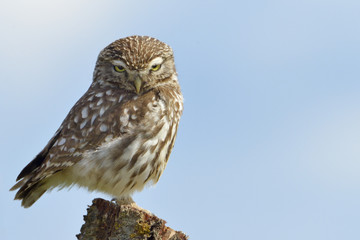 Little owl on a old tree.