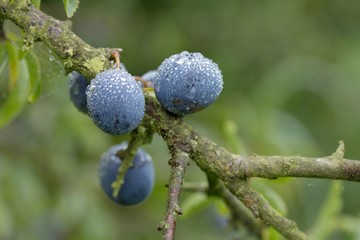 Reife Schlehe / ripe sloes