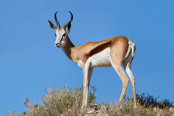 Beautiful springbok ram standing on ridge in the Kalahari agains