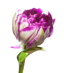Fototapeta na wymiar variegated tulip flower
