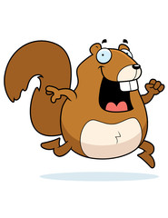 Squirrel Running